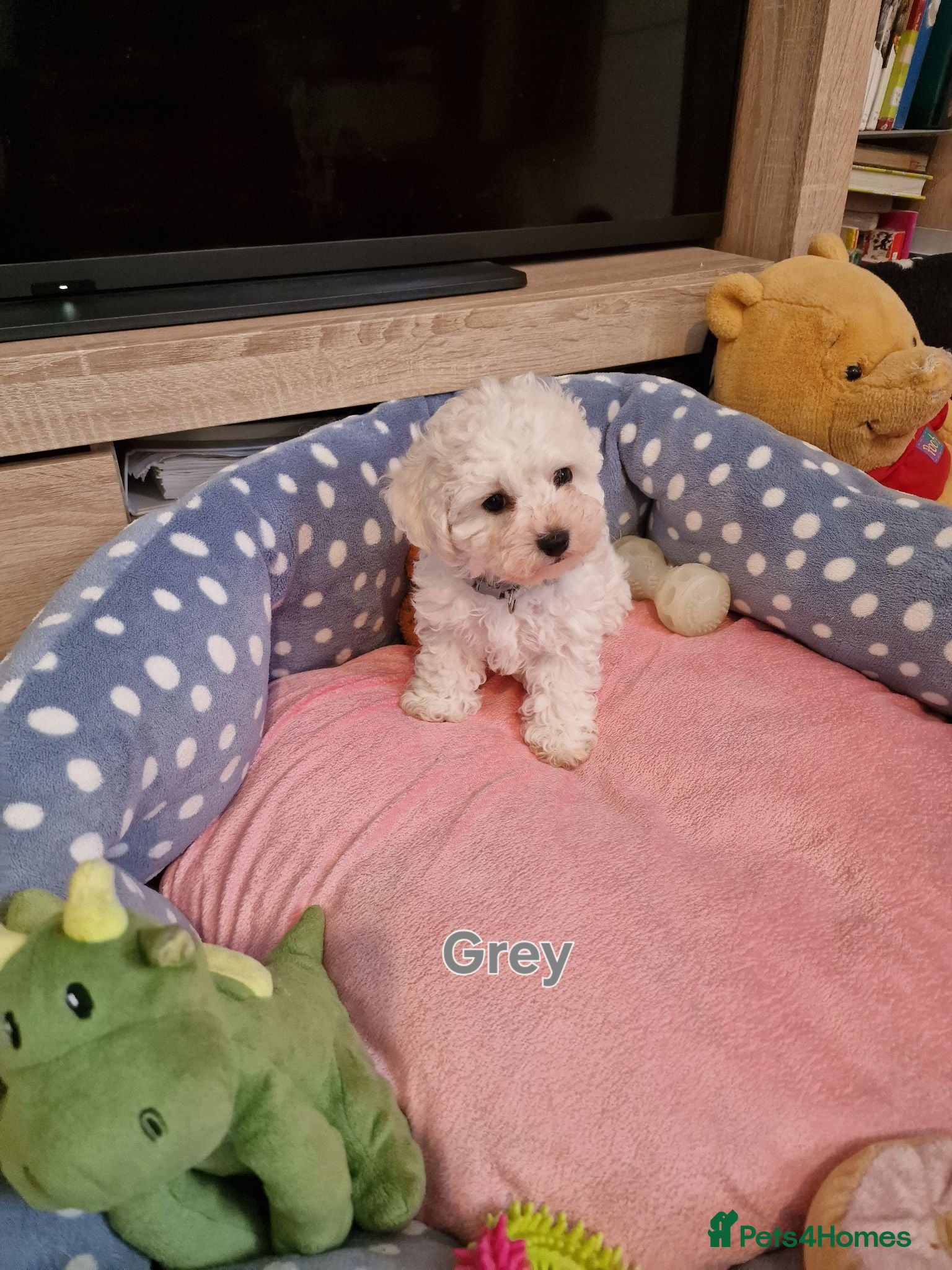 Bichon Frise dogs Bichon Frise Puppies Champion Bloodline Ready Now - Advert 2