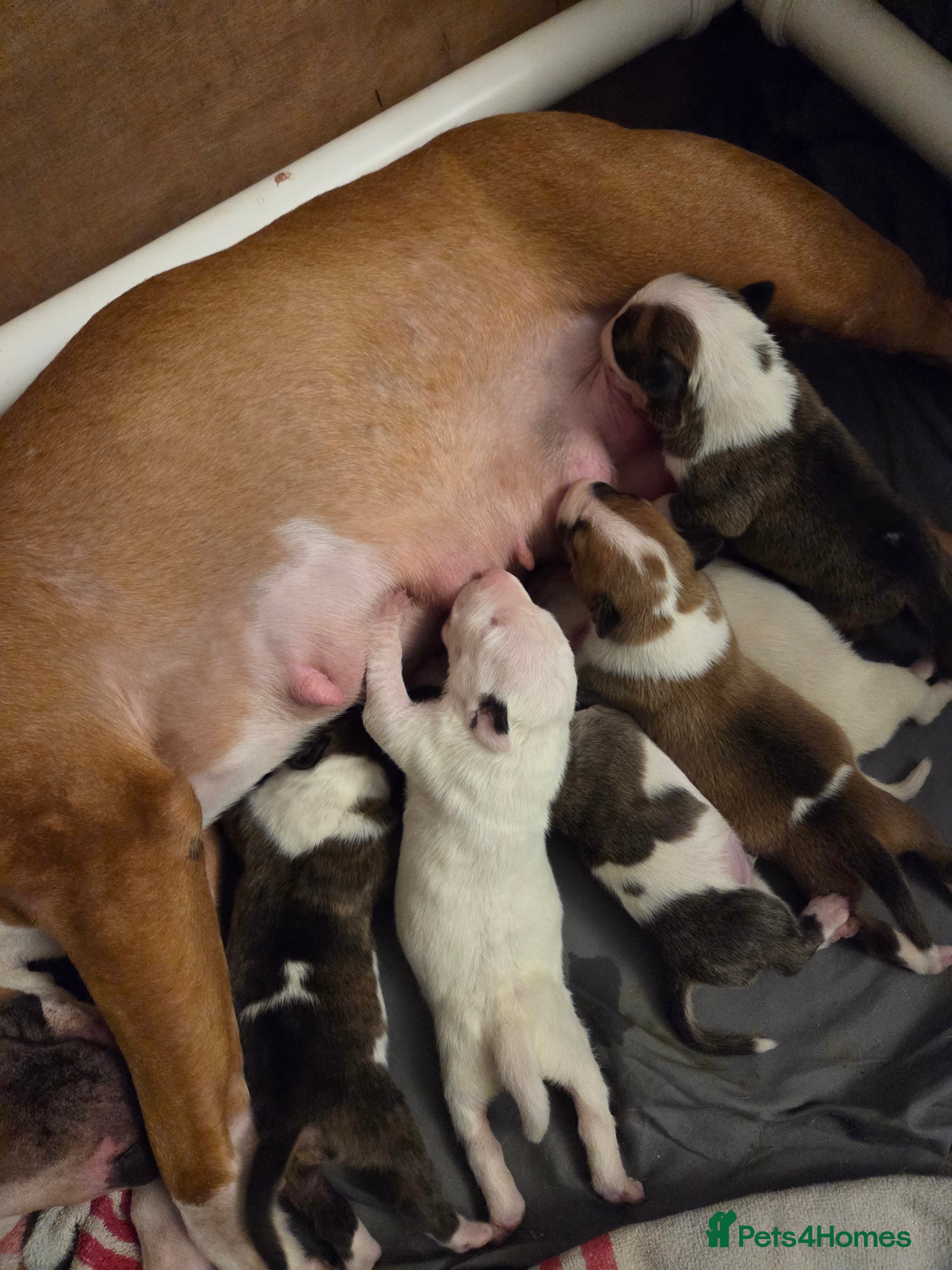 English Bull Terrier dogs Champion bloodline English bullterrier puppys. - Advert 4