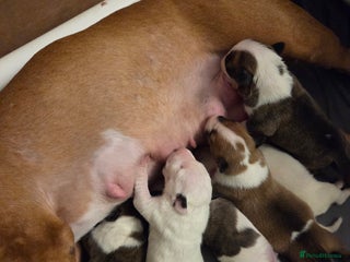 English Bull Terrier dogs Champion bloodline English bullterrier puppys. - Advert 12