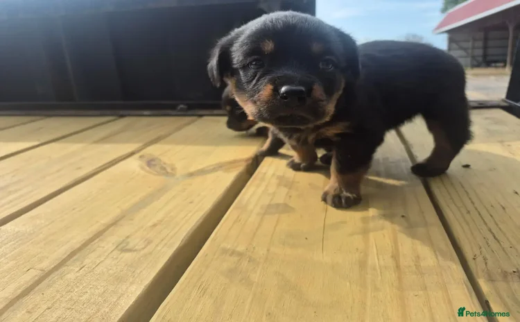 Rottweiler dogs - Advert 1
