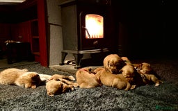 Cockerdor dogs for sale: Cockerdor puppies - Advert 2