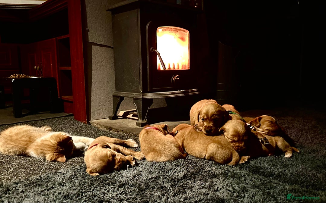 Cockerdor dogs for sale: Cockerdor puppies - Advert 2