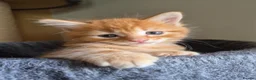Mixed Breed cats for sale: Stunning ginger kittens - Advert 1