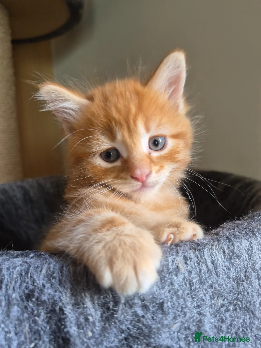 Mixed Breed cats for sale: Stunning ginger kittens - Advert 1