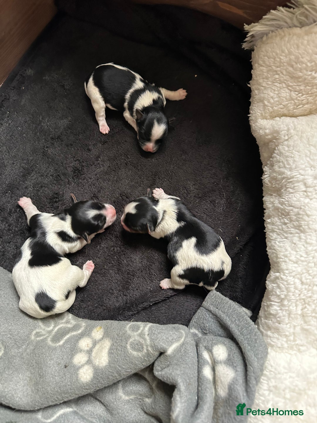 Biewer Terrier dogs for sale: Biewer Terrier Puppies - Advert 10