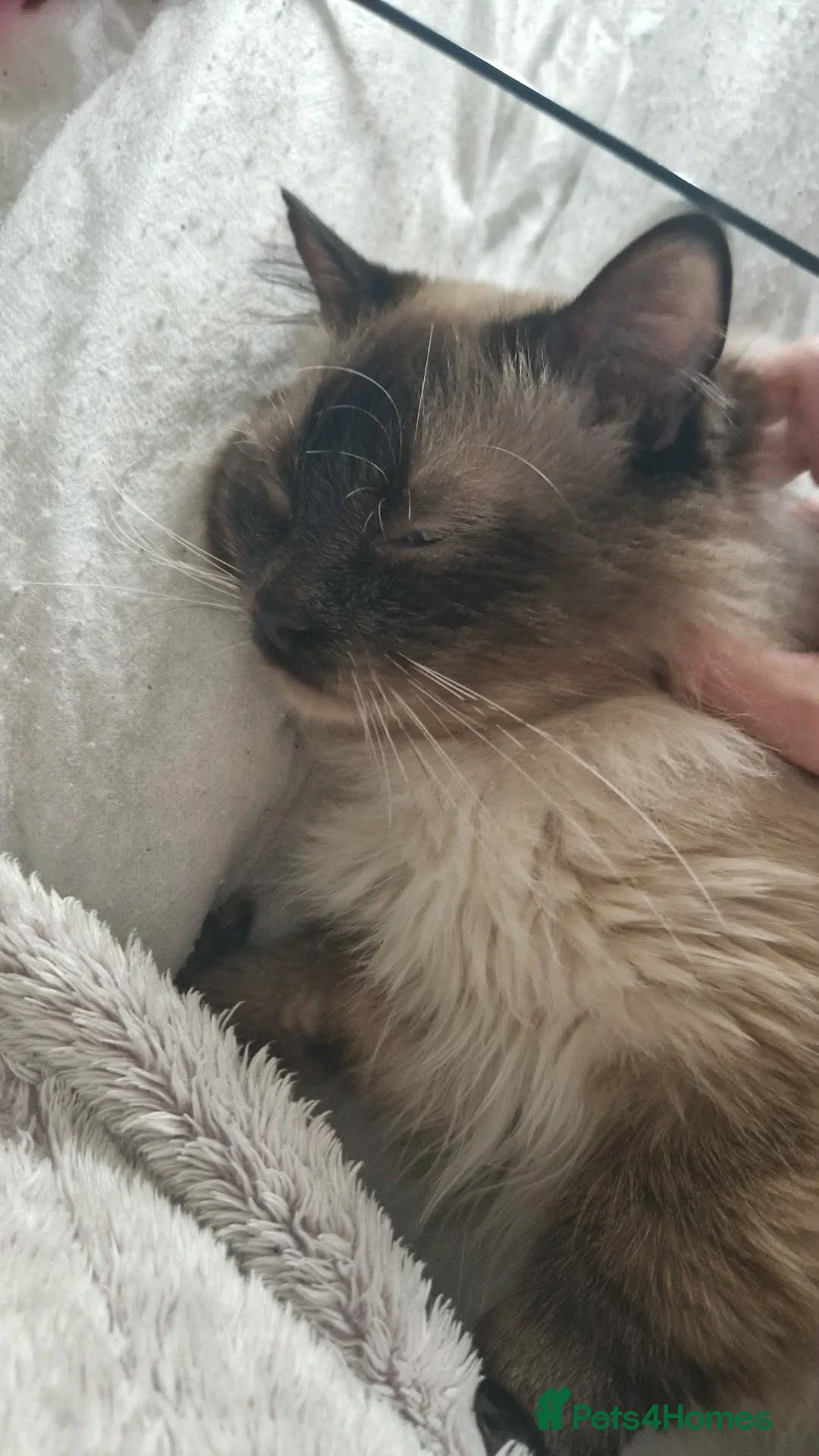 Ragdoll cats for sale: Beautiful seal point male ragdoll  - Advert 2