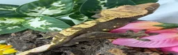 Gecko reptiles for sale: Crested Gecko Collection for sale  - Advert 17