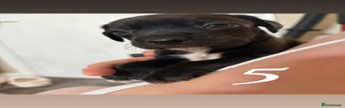  Puppy 5