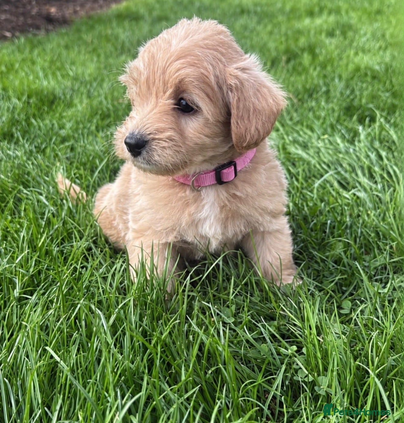 Westiepoo dogs Stunning Westiepoo’s From Health Tested Parents 🧬 - Advert 2