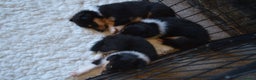 Rough Collie dogs for sale: Rough Collie Puppies - Advert 14