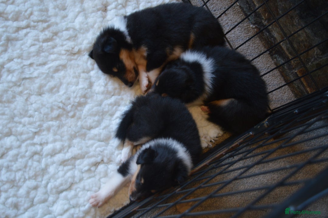 Rough Collie dogs for sale: Rough Collie Puppies - Advert 14