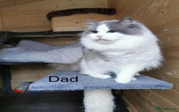 Ragdoll cats for sale: Ragdoll kittens TICA beautiful quality cats  - Image 24