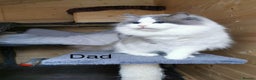 Ragdoll cats for sale: Last 1 Ragdoll kittens TICA registered boy - Advert 13