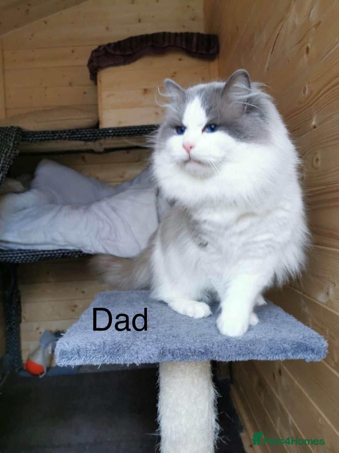 Ragdoll cats for sale: Ragdoll kittens TICA beautiful quality cats  - Image 24