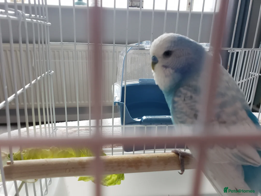 Budgerigars birds for sale: Male budgie approx. 18 months old in Cannock - Advert 2