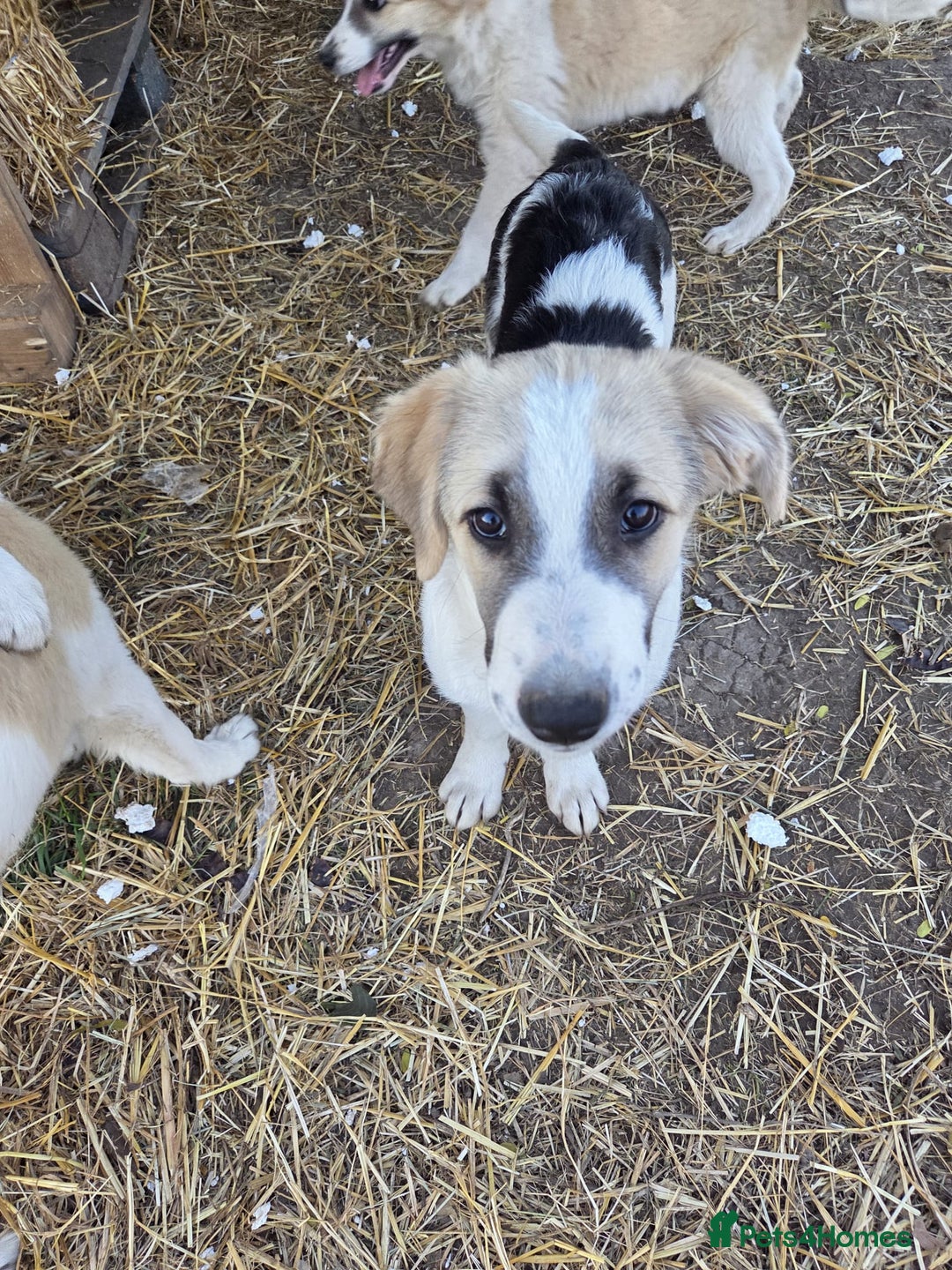 Mixed Breed dogs for adoption: 🐾 TEDDY - Big, Gentle & Full of Quiet Love 🤍🐶 - Advert 6