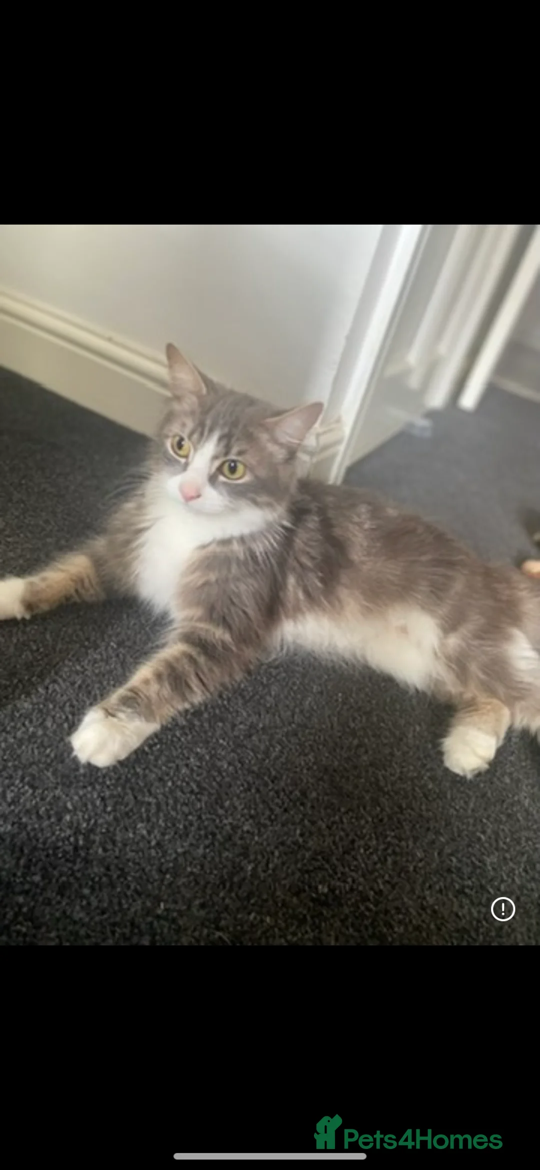 Mixed Breed cats for sale: Short and long haired kittens  in Loughborough - Advert 2