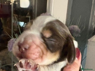 Cocker Spaniel dogs Show cocker spaniel pups - Advert 4