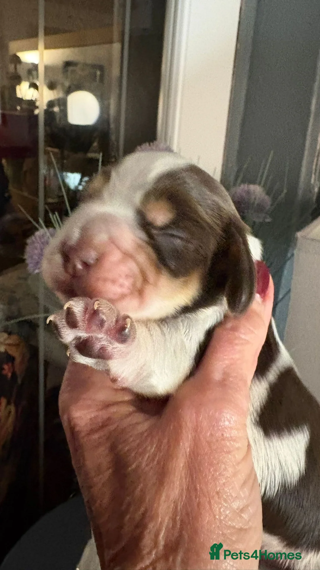 Cocker Spaniel dogs for sale: Show cocker spaniel pups - Advert 11