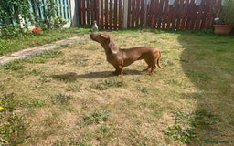 Miniature Dachshund dogs for sale: Lovely girl looking for equally lovely home - Image 2