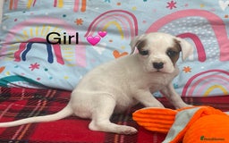 Rottweiler dogs for sale: Gorgeous Sovereign Puppies - Image 7