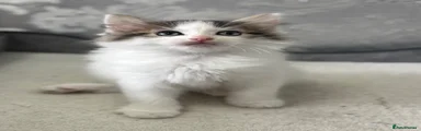 Ragdoll 5