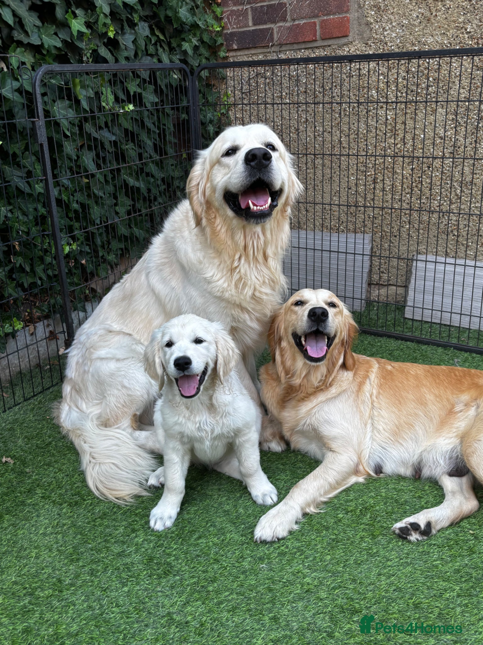 Golden Retriever dogs KC registered litter  - Advert 1