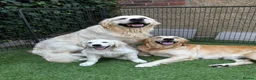 Golden Retriever dogs for sale: KC registered litter  in Rochester - Advert 1