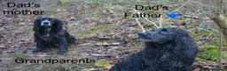 Sprocker dogs for sale: Sprocker puppies Cocker Spaniel X Springer Spaniel - Advert 18