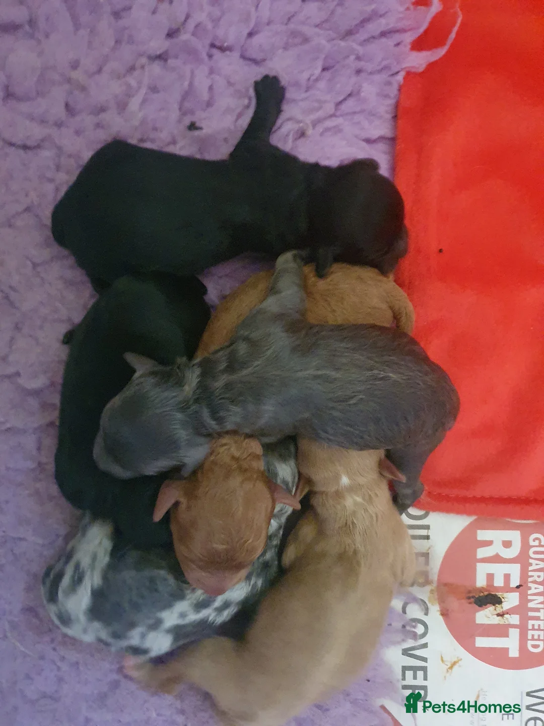 Poodle dogs for stud: Merle black & silver poodle for stud only .  in Lincoln - Advert 10