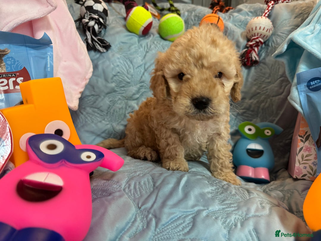 Cockapoo dogs for sale: Cockapoo puppies  - Advert 9