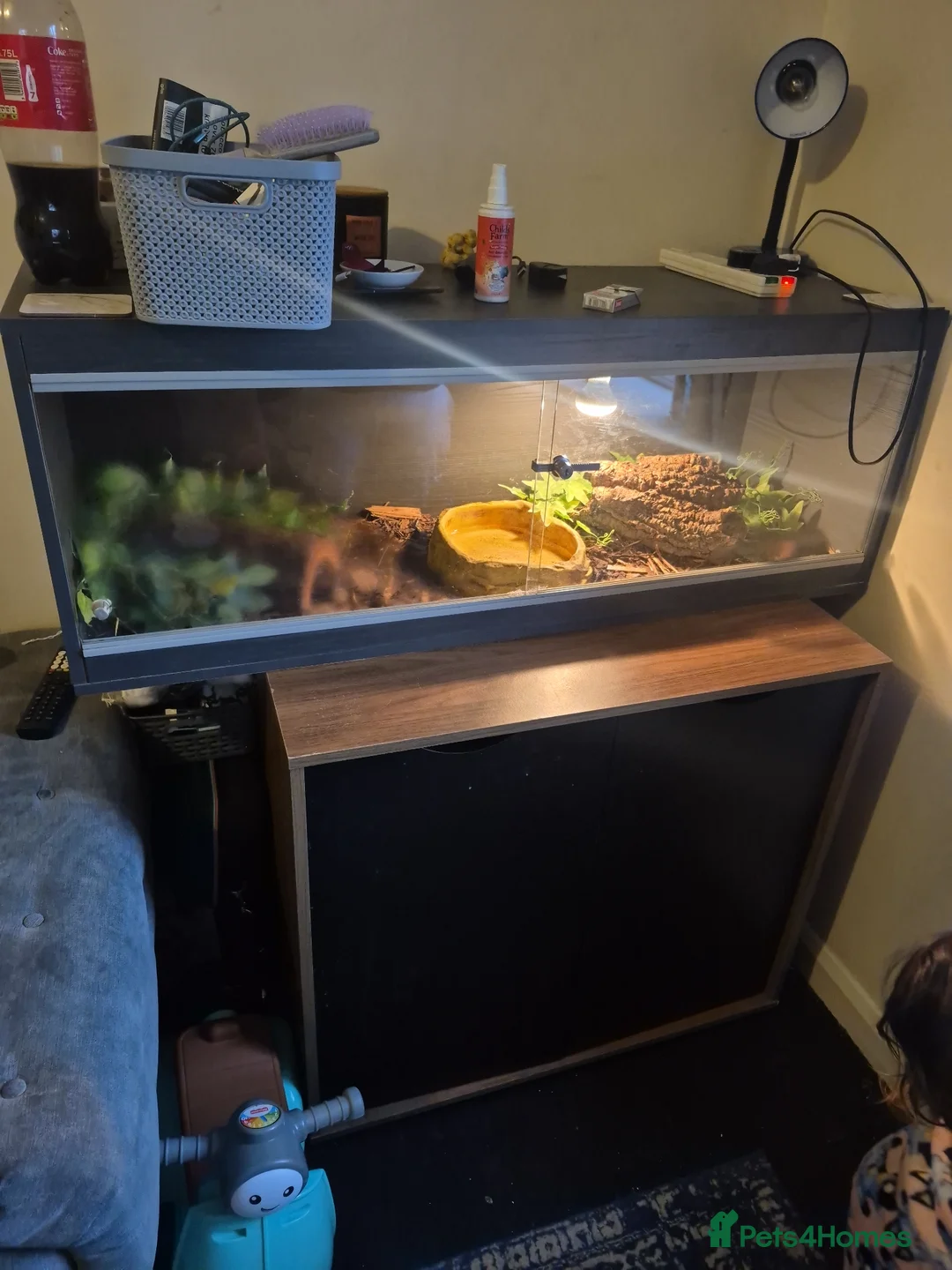 Boa Snake reptiles for sale: Rainbow boa  in Weymouth - Advert 4