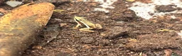 Frog reptiles for sale: Santa Isabel Dart Froglets - Advert 2