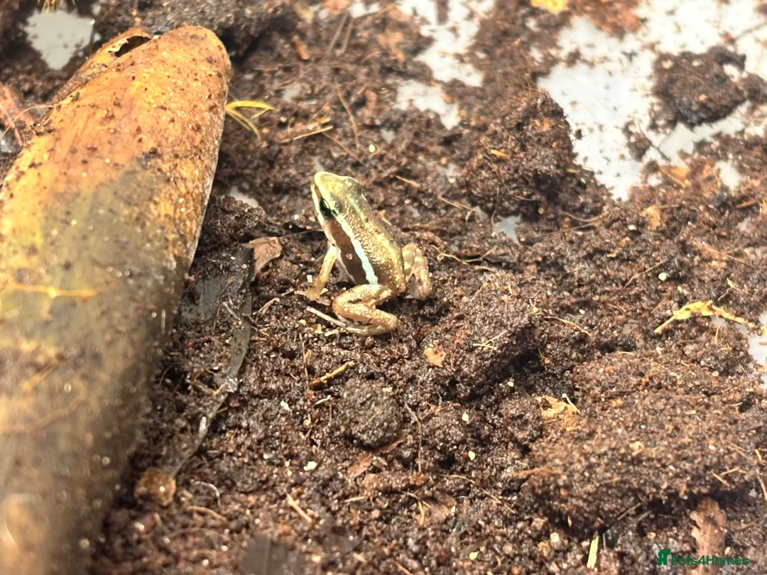 Frog reptiles for sale: Santa Isabel Dart Froglets - Advert 2
