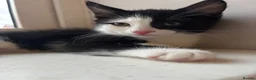 Mixed Breed cats for sale: lovely siblings male and female - Advert 8