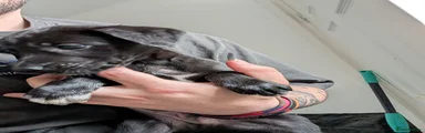 Greyhound Puppy 2