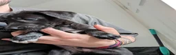 Greyhound dogs for sale: Greyhound puppies 2 male 1 female left - Advert 8