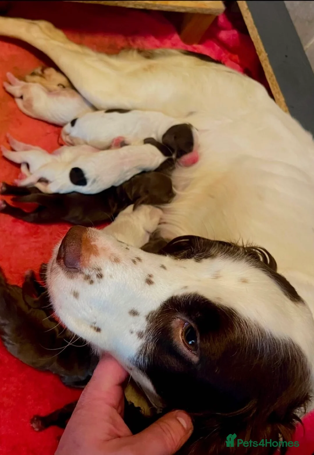 Sprocker dogs for sale: Lovely Sprocker Puppies  - Advert 1