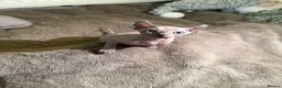 Sphynx cats for sale: Elf’s Sphinx kitten for sale - Advert 1
