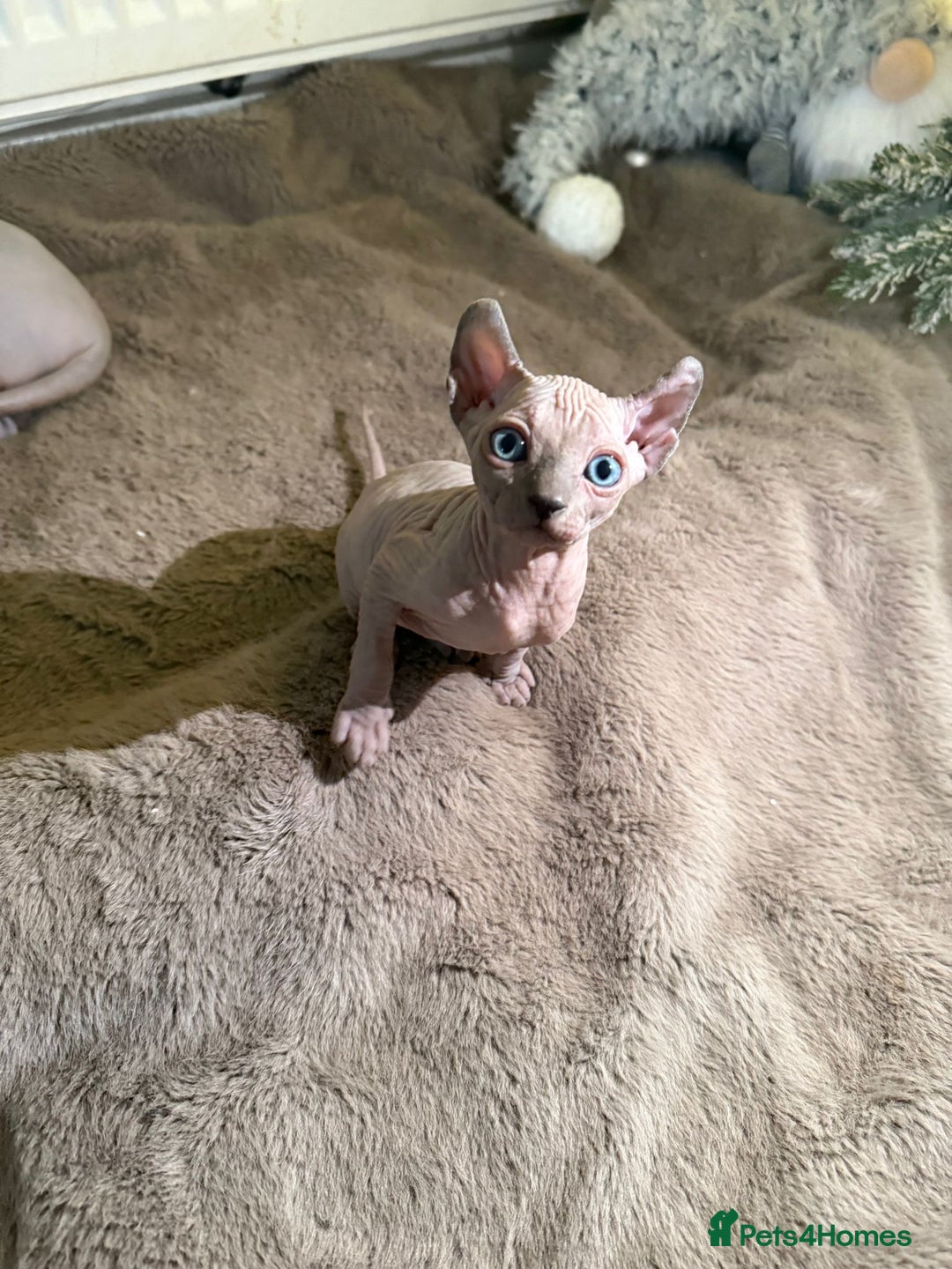 Sphynx cats for sale: Elf’s Sphinx kitten for sale - Advert 1