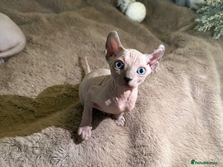 Sphynx cats Elf’s Sphinx kitten for sale - Advert 1