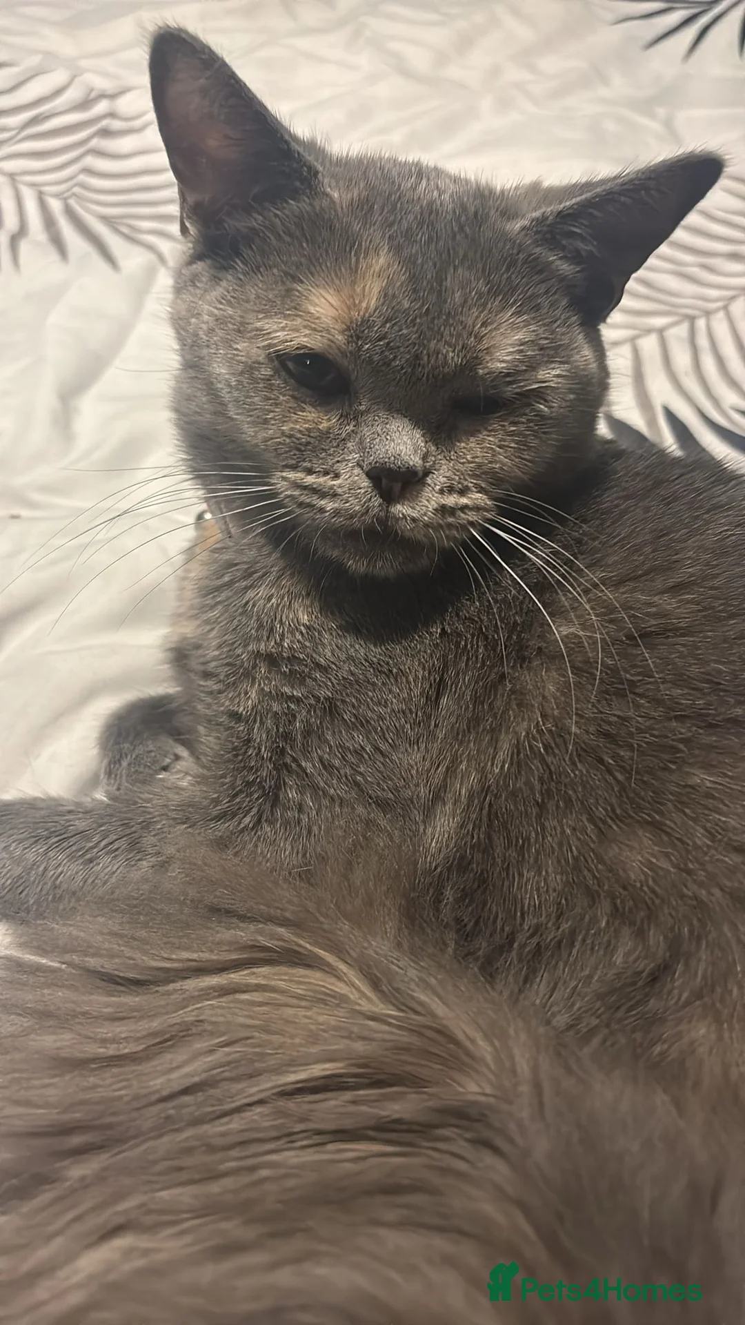 British Shorthair cats for sale: Beautiful British Shorthair kittens  - Advert 2