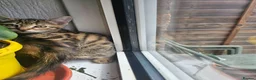 Bengal cats for sale: Bengal kitten - Advert 3