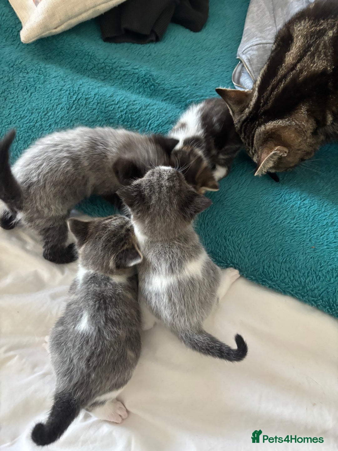 Mixed Breed cats for sale: Beautiful tabby x Ragdoll kittens for sale ! - Advert 7