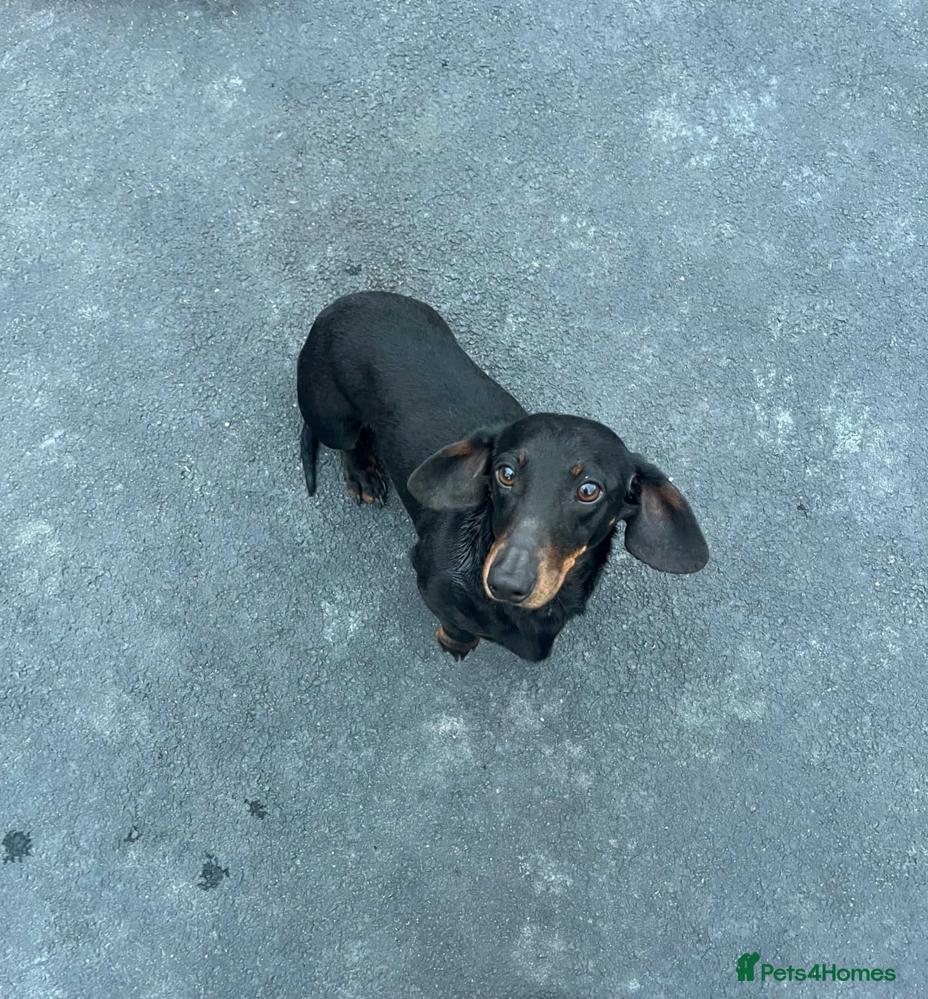 Dachshund dogs female dachshund for sale  - Advert 2