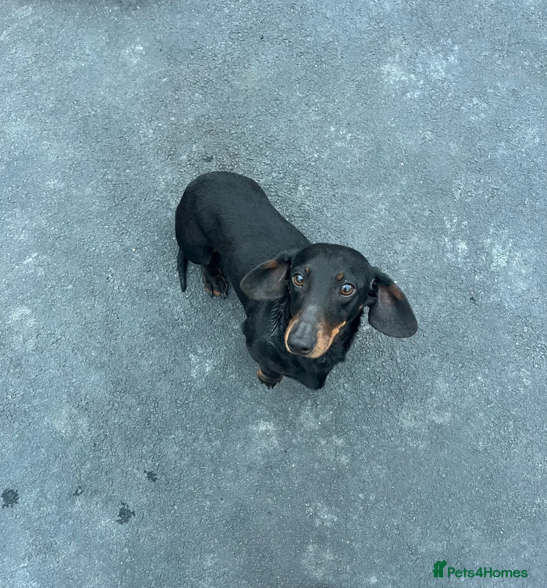 Dachshund dogs for sale: female dachshund for sale  - Advert 1