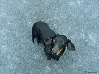 Dachshund dogs female dachshund for sale - Advert 1