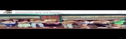 Cavapoo dogs for sale: Extensively Health Tested Cavapoo Puppies🏆 - Advert 20