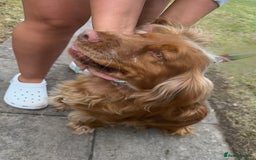 Mixed Breed dogs for sale: Golden Cocker Spaniel Female - Image 6