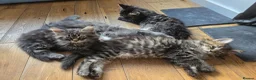 Maine Coon cats for sale: Ready now adorable maine coon Kittens 4bs & 1g - Advert 17